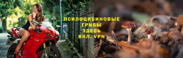 сатива Беломорск